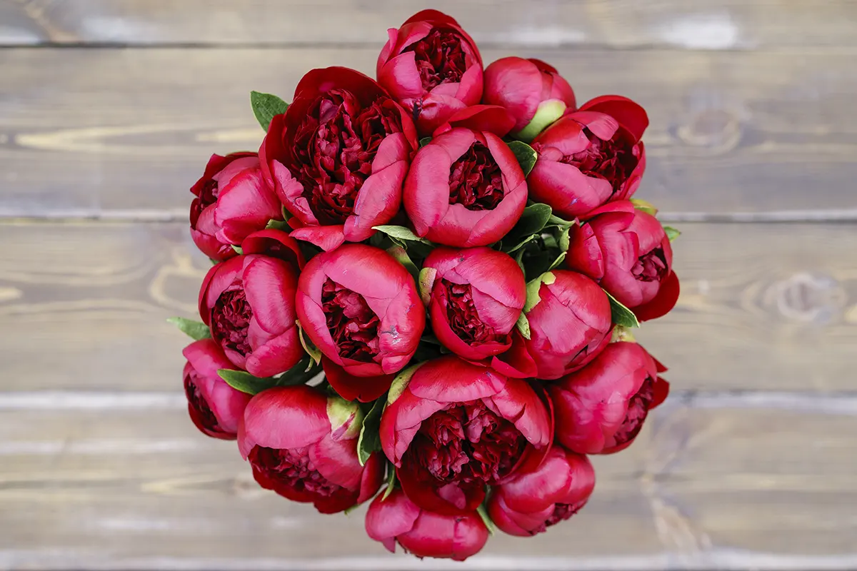 Пионы Red Charm (Ред Шарм)