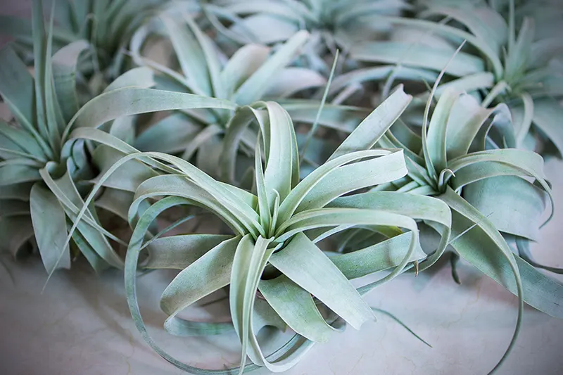 Тилландсия ксерографика