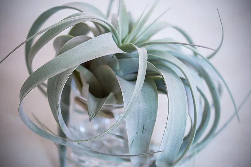 Тилландсия ксерографика