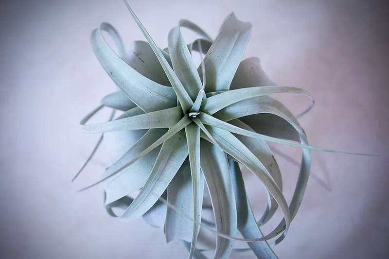 Тилландсия ксерографика