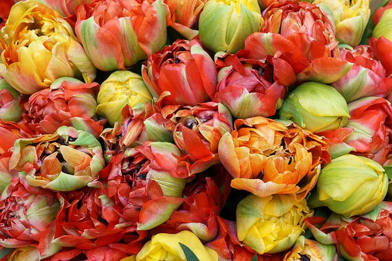 Махровые поздние тюльпаны