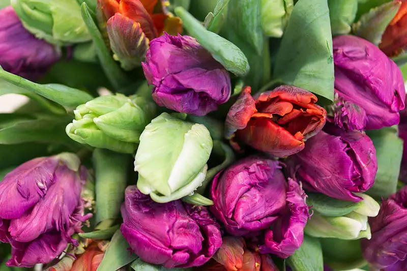 Попугайные тюльпаны