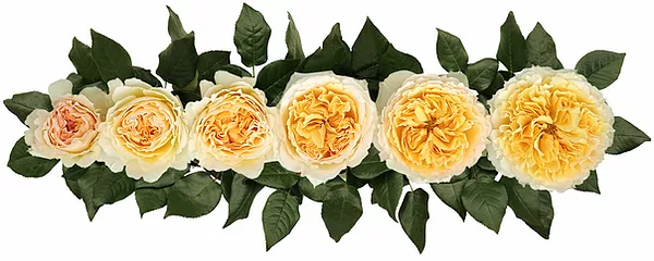 Английские розы Дэвида Остина сорт Беатрис