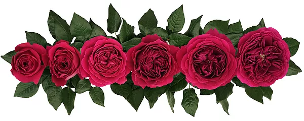 Английские розы Дэвида Остина сорт Дарси