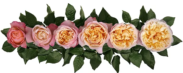 Английские розы Дэвида Остина сорт Эдит