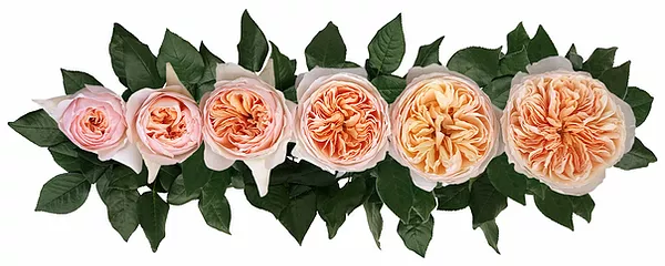 Английские розы Дэвида Остина сорт Джульет
