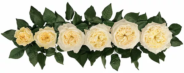 Английские розы Дэвида Остина сорт Пейшенс