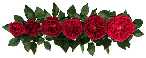 Английские розы Дэвида Остина сорт Тесс