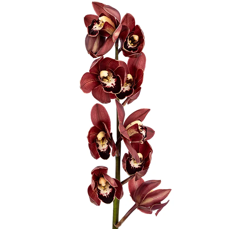 Орхидея Цимбидиум бордовая ветка (00537)