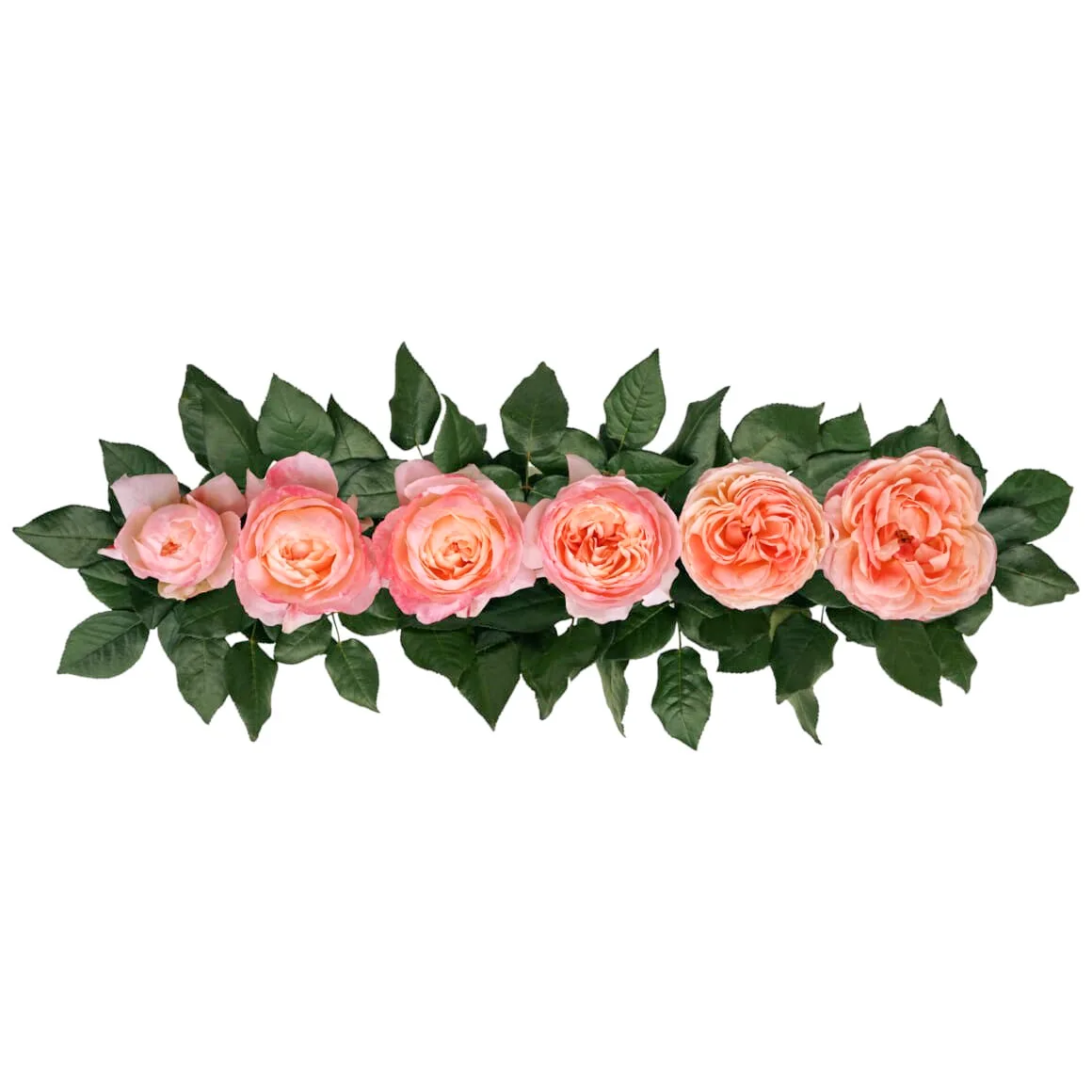 Роза садовая персиково-коралловая Принцесса Айко (00245)