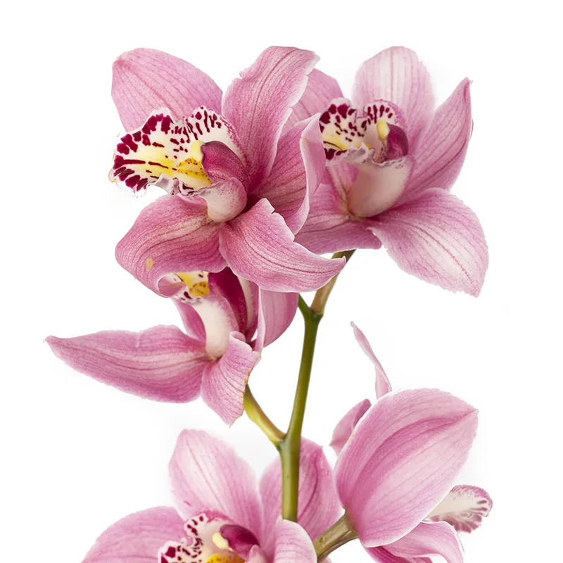 Орхидея Цимбидиум розовая ветка (00045)