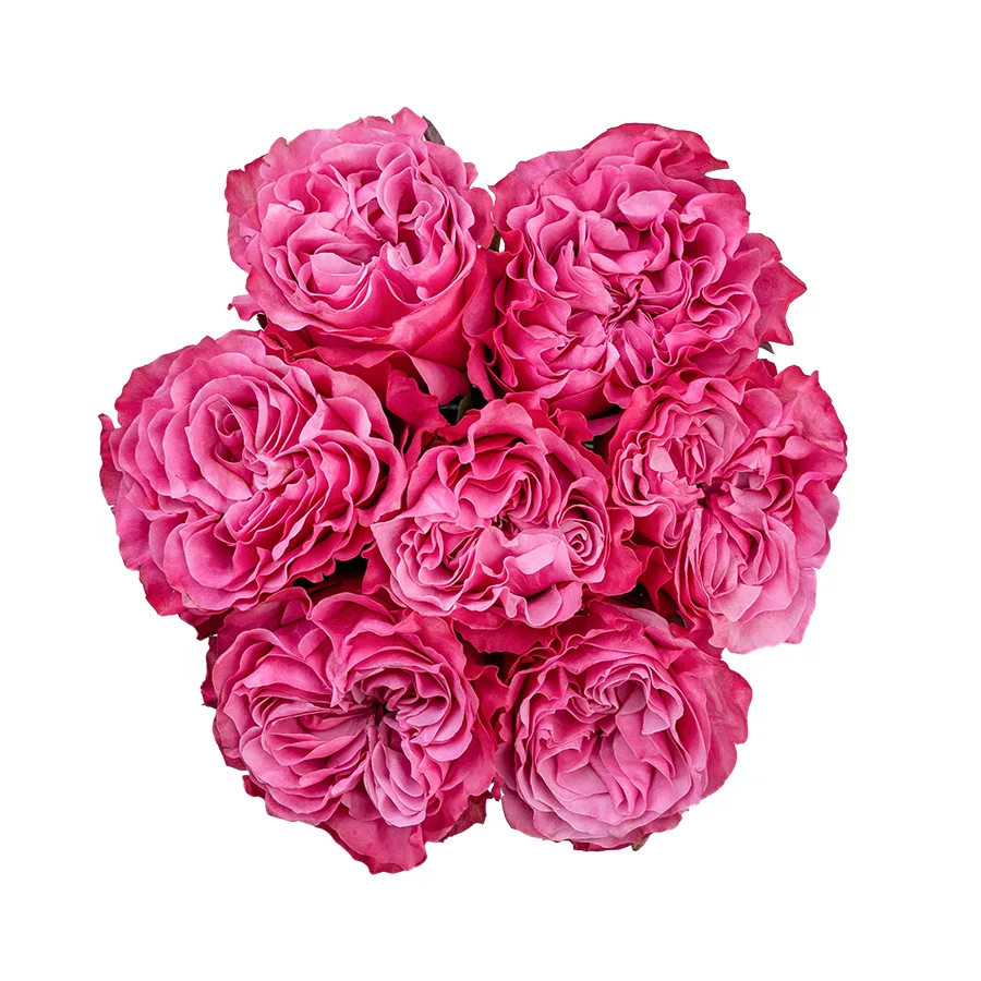 Букет из 7 сиренево-розовых пионовидных роз Кантри Блюз (02966)