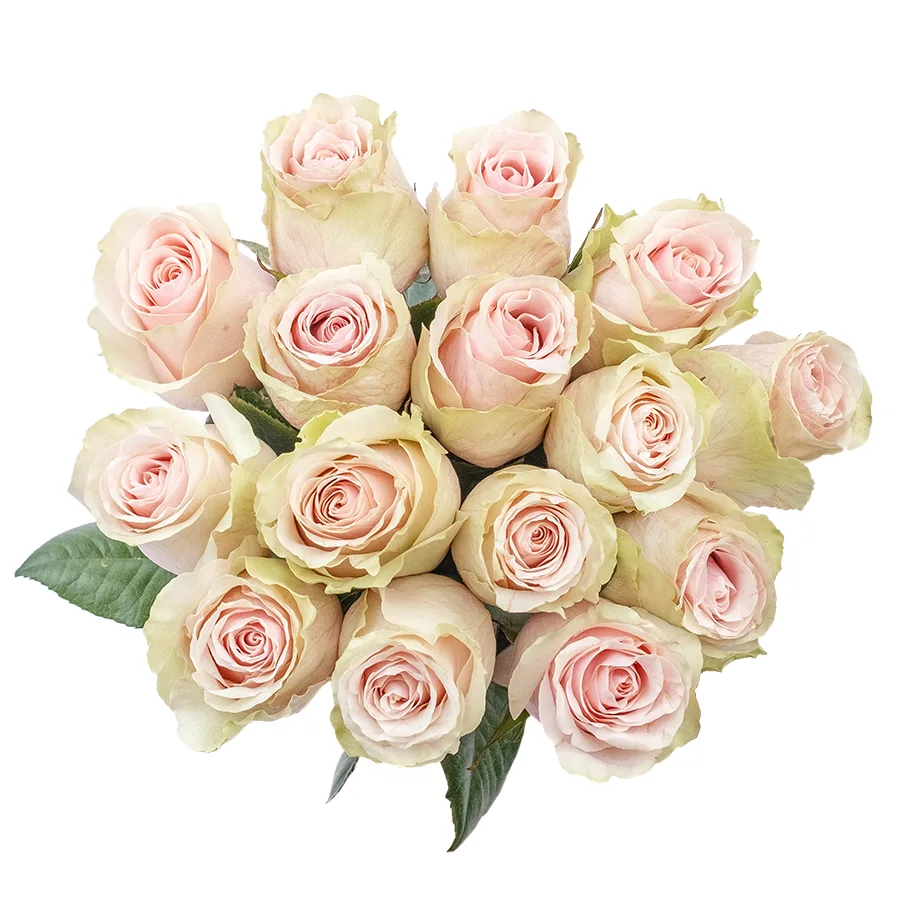Букет из 15 светло-розовых роз Фрутетто (02136)