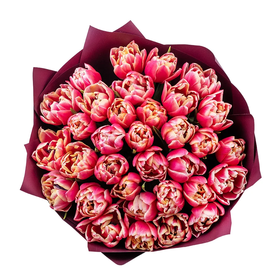 Букет из 33 красно-розовых с белой каймой махровых тюльпанов Колумбус (02198)