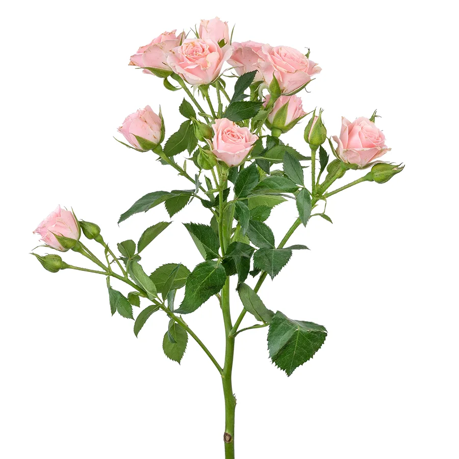 Роза кустовая розовая Лидия 60 см (00019)