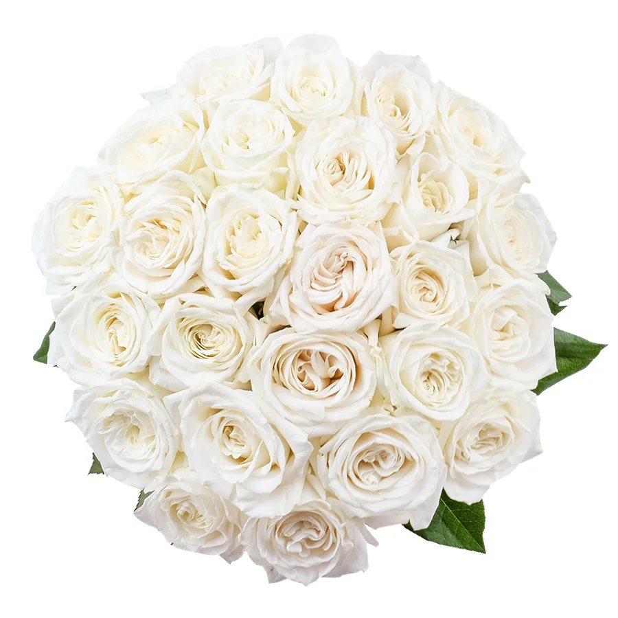 Букет из 25 ярко-белых садовых роз Плайя Бланка (02157)