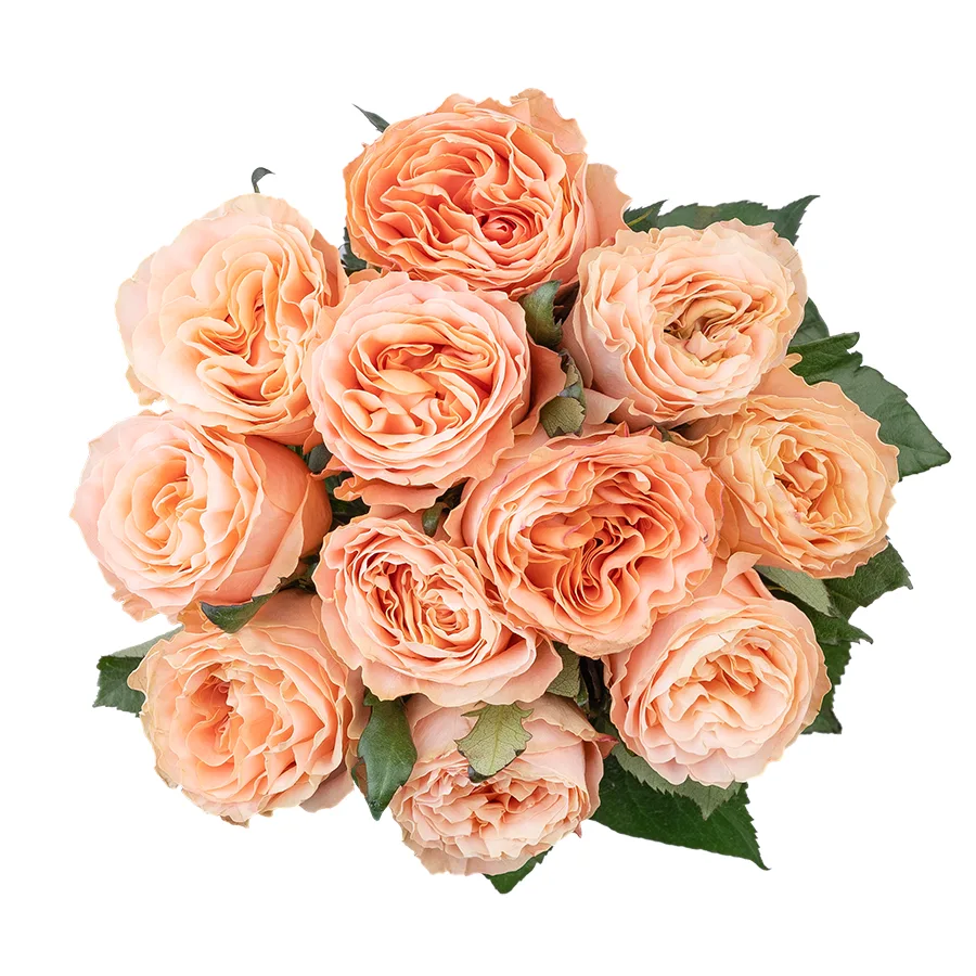 Букет из 11 нежно-персиковых пионовидных роз Принцесс Краун (03021)