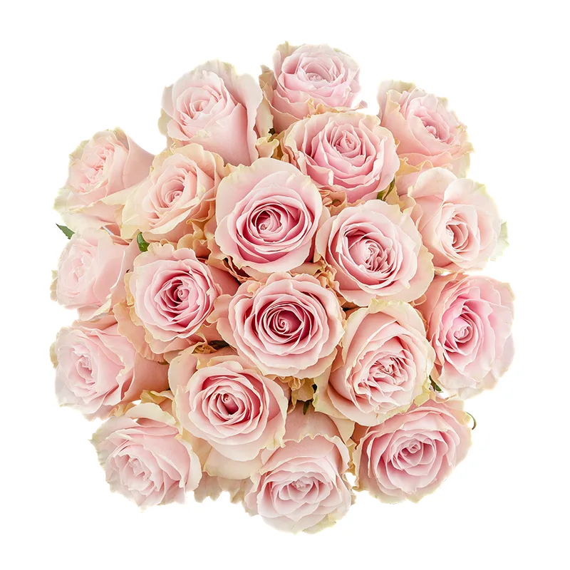 Букет из 19 розово-кремовых роз Пинк Мондиаль (01560)