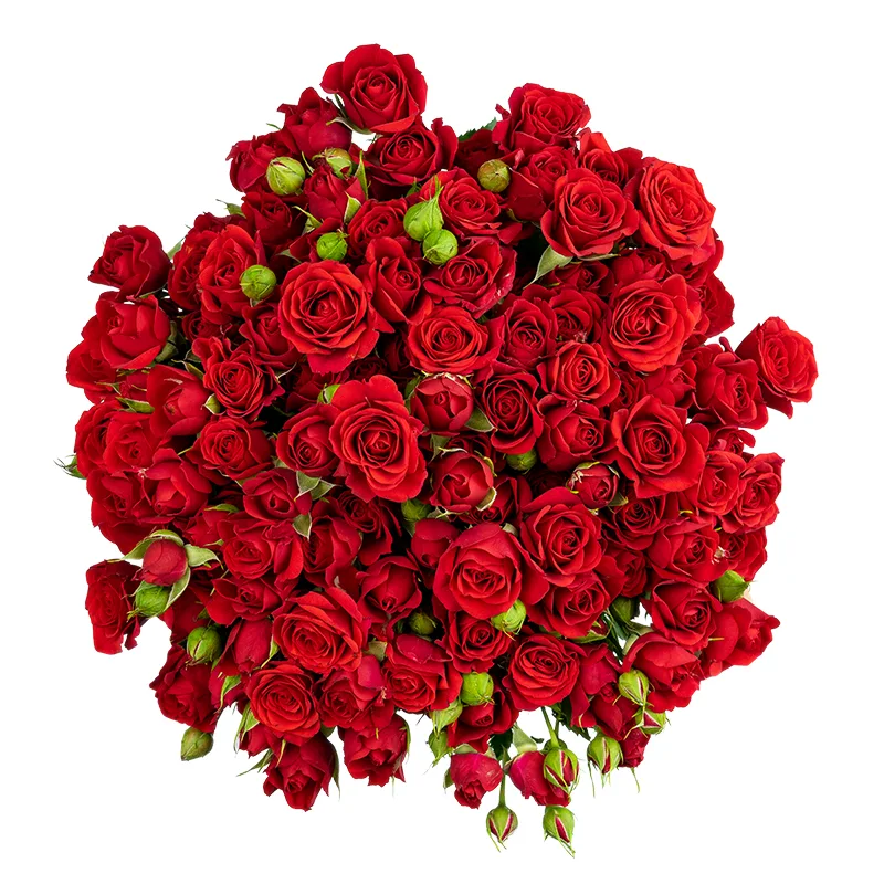 Букет из 25 красных кустовых роз Мирабель (01727)