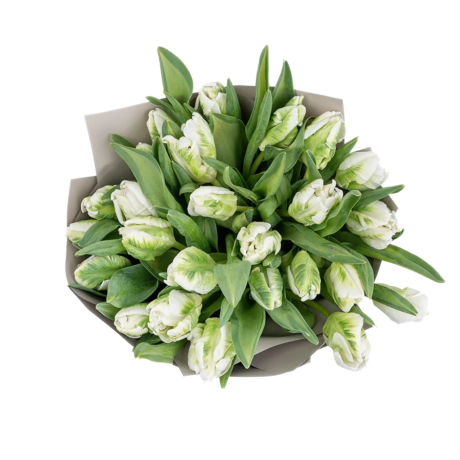Букет из 25 белых попугайных тюльпанов Супер Пэррот (02003)