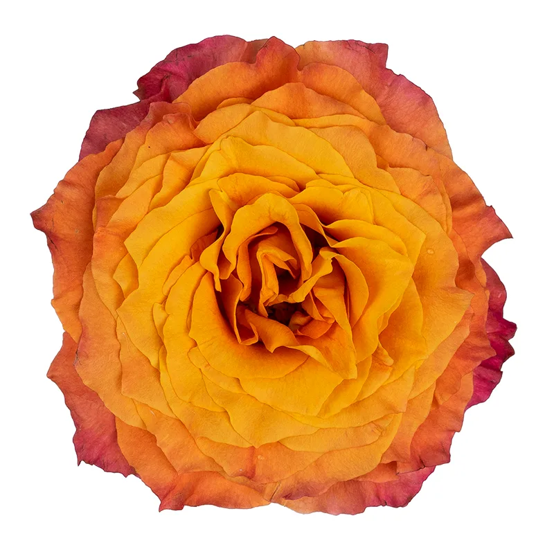 Роза садовая оранжево-коралловая Фри Спайрит (00477)