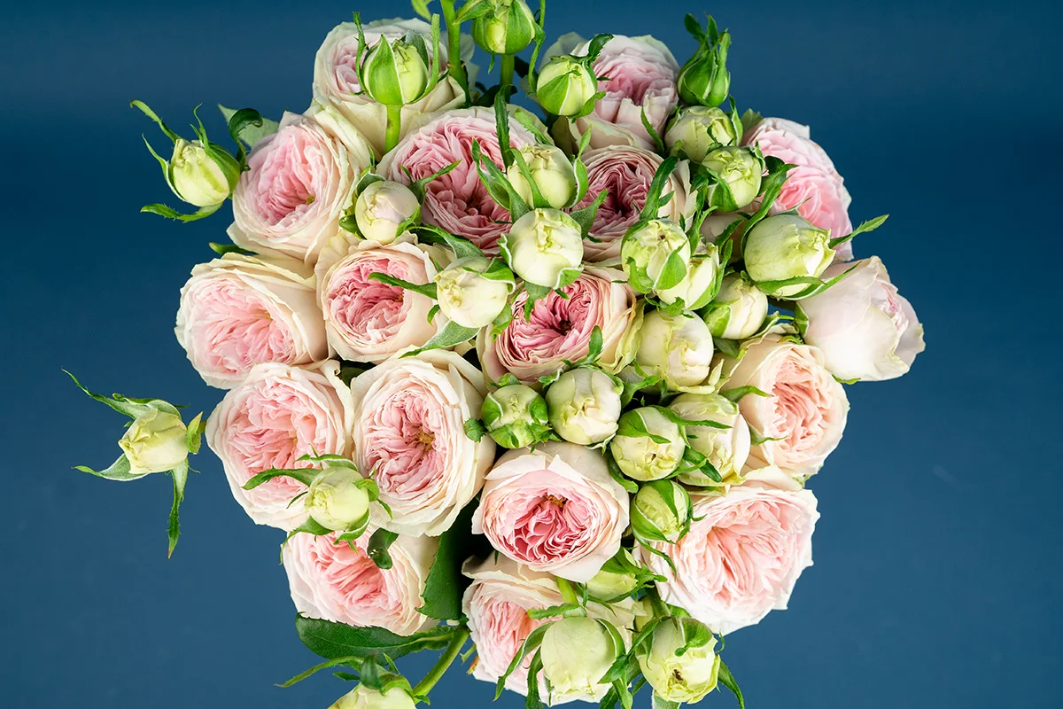 Букет из 17 нежно-розовых кустовых роз Балерина Саммерхаус (01476)