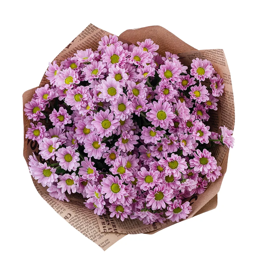 Букет из 13 розовых кустовых хризантем Сантини Крисси (02829)