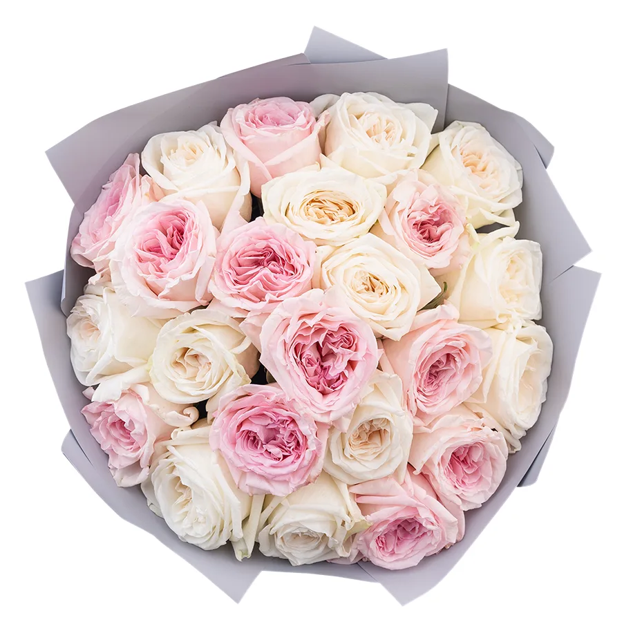 Букет из 23 ароматных белых и розовых садовых роз Вайт и Пинк О’Хара (02803)