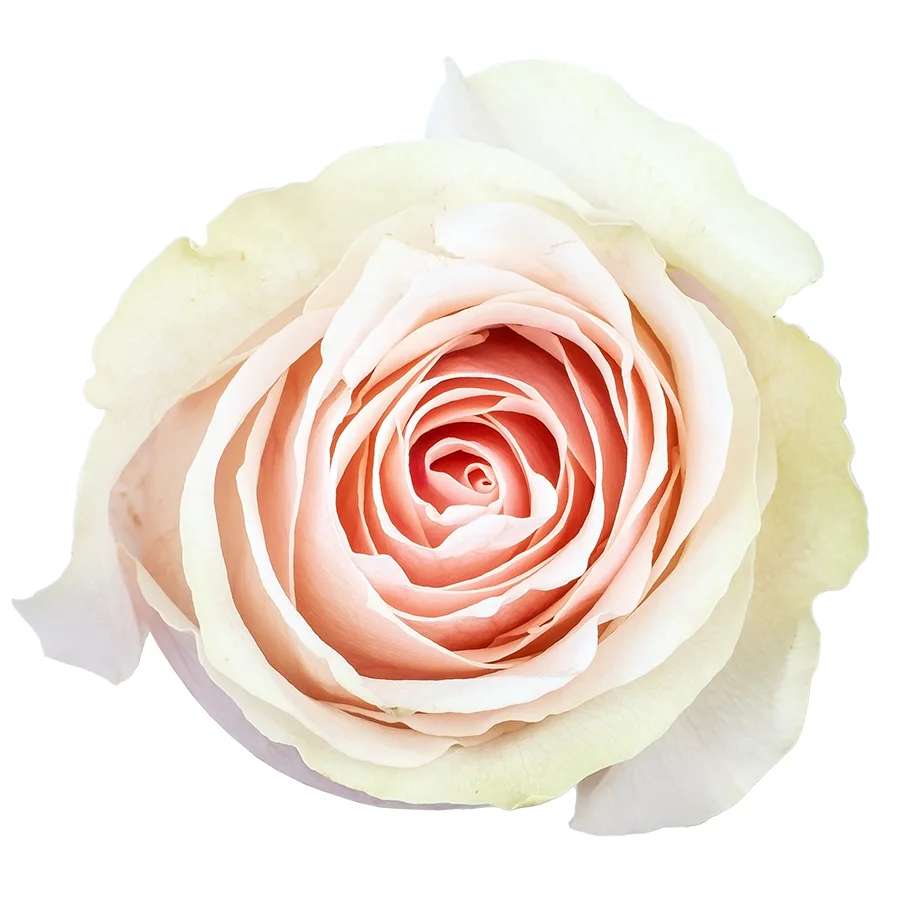 Роза светло-розовая Фрутетто 60 см (00559)
