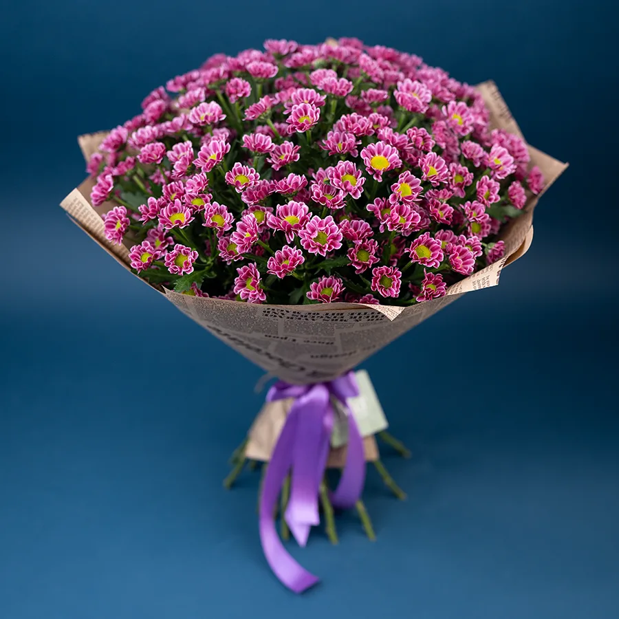 Букет из 25 пурпурных кустовых хризантем Сантини Любовь (02861)