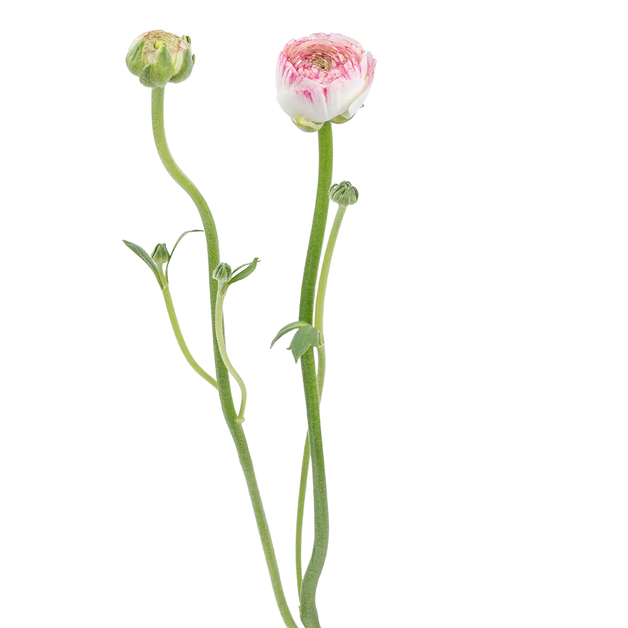 Ранункулюс розовый Азур Пинк Страйп 44 см (01883)