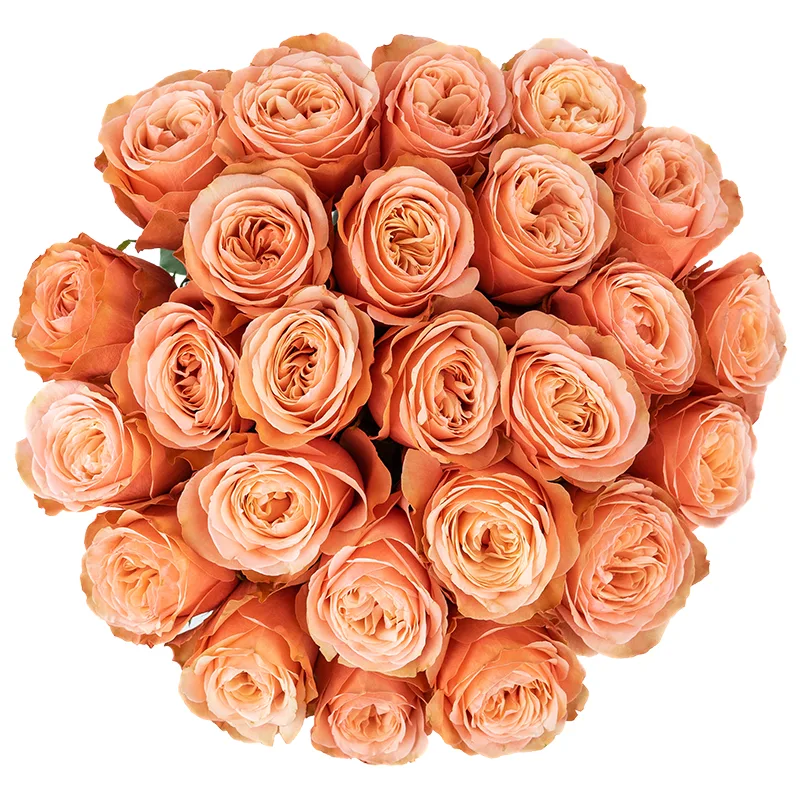 Букет из 25 персиковых пионовидных роз Кахала (01407)
