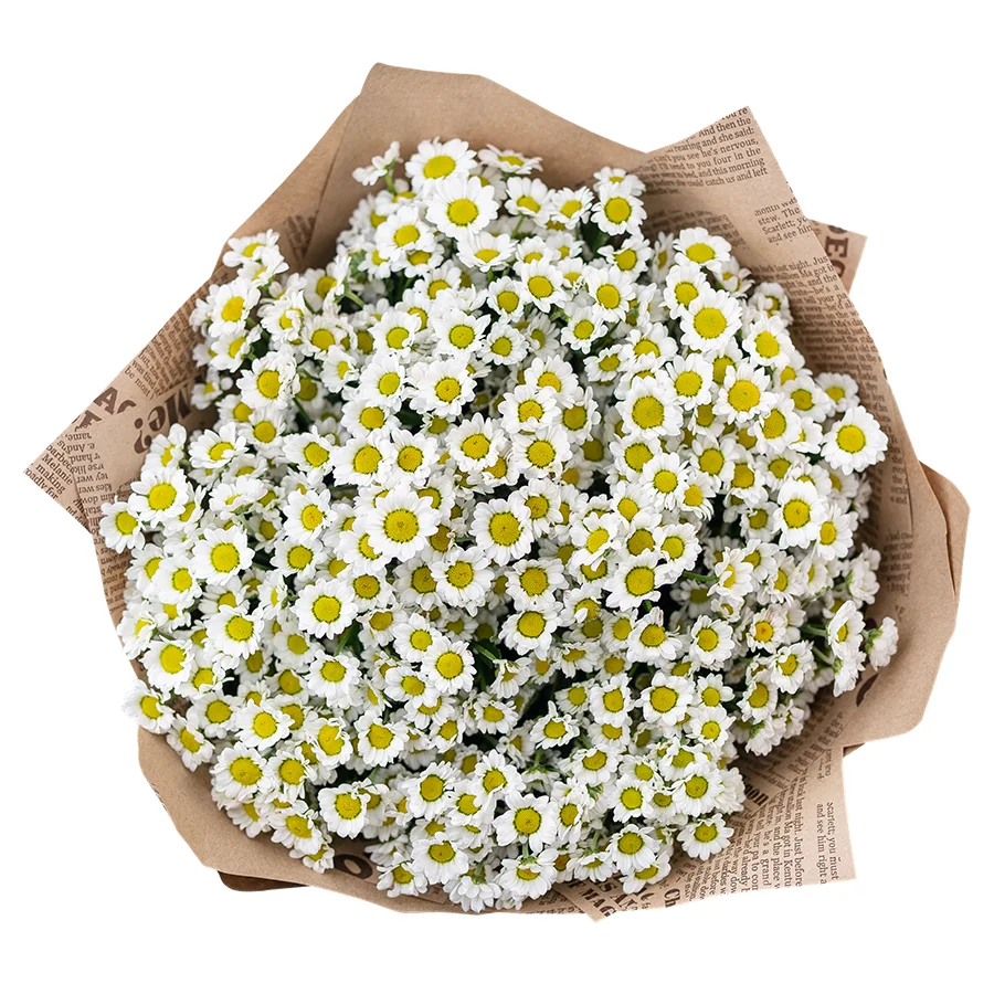 Букет из 15 белых кустовых хризантем Сантини Мадиба Линди Вайт (02819)