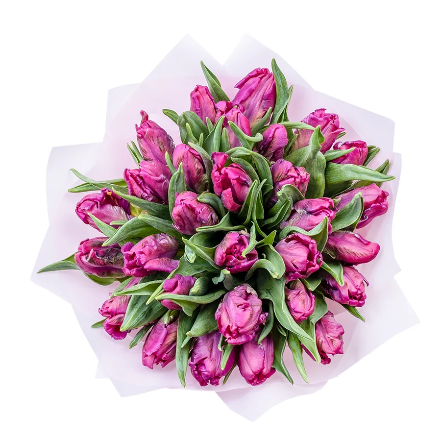 Букет из 29 фиолетовых попугайных тюльпанов Принц Пэррот (02182)