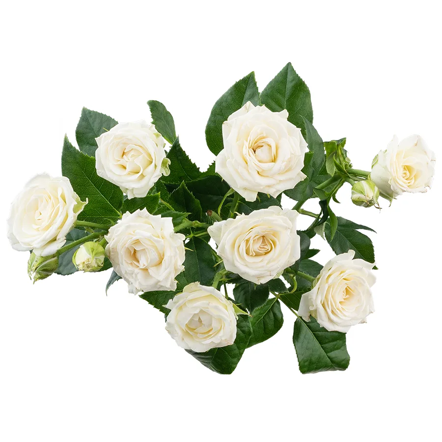 Роза кустовая белая Жозефина 60 см (02777)