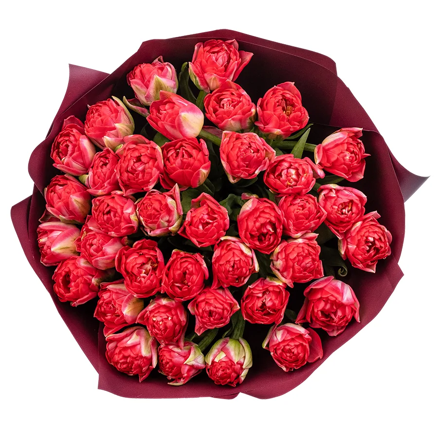 Букет из 37 красных махровых тюльпанов Памплона (02401)