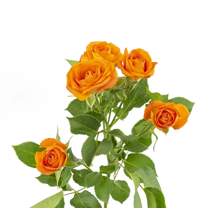 Роза кустовая оранжевая Бейб (00020)