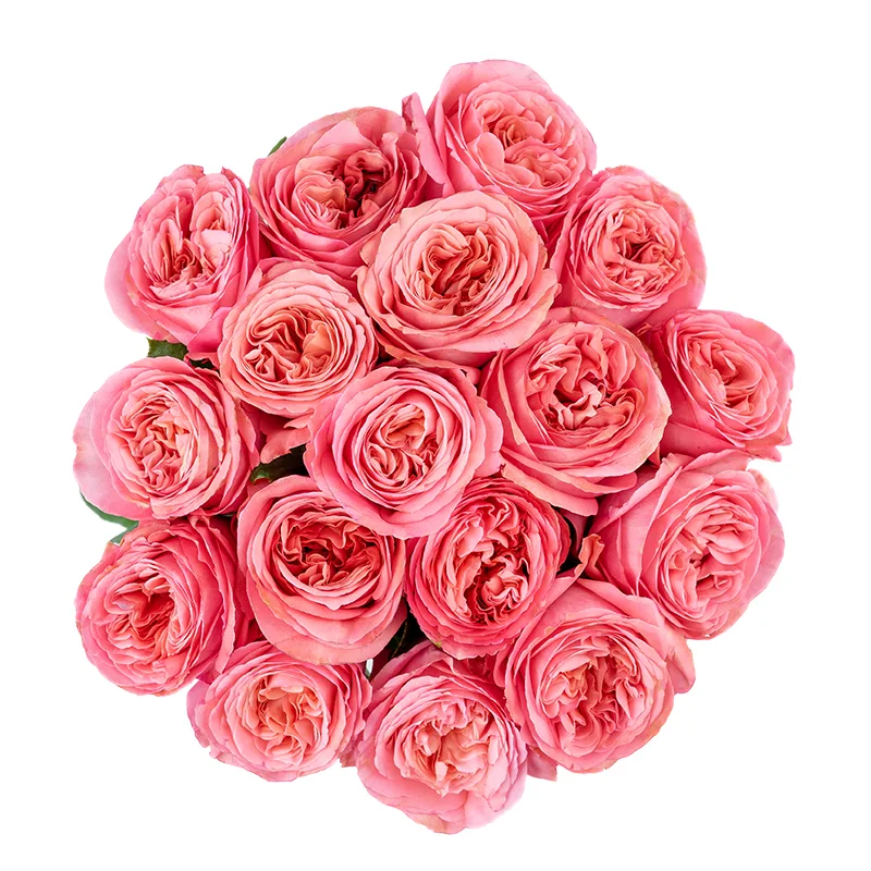 Букет из 17 ярко-розовых пионовидных роз Пинк Экспрешн (01326)