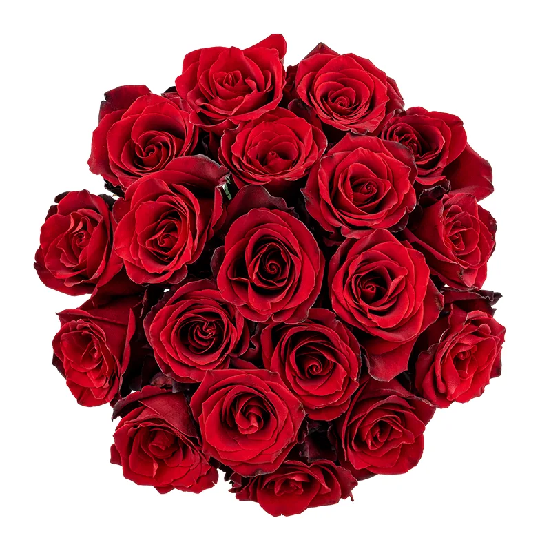 Букет из 19 тёмно-красных роз Эксплорер (01550)