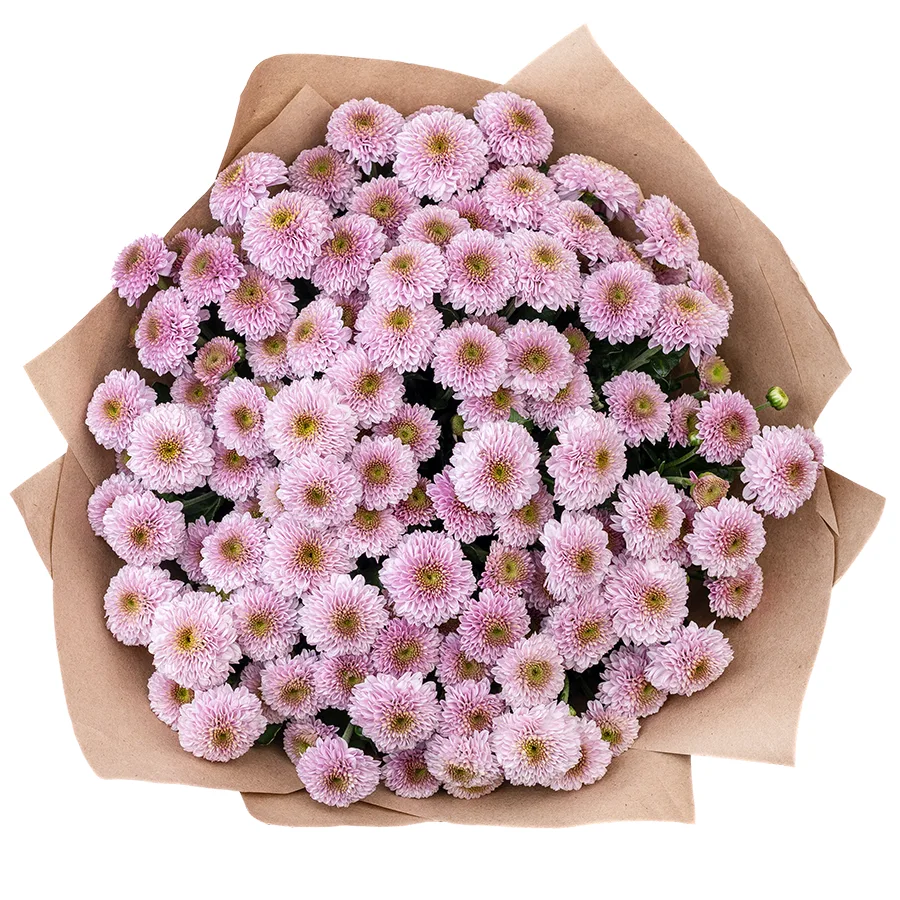 Букет из 17 розовых кустовых хризантем Сантини Дория Пинк (02633)