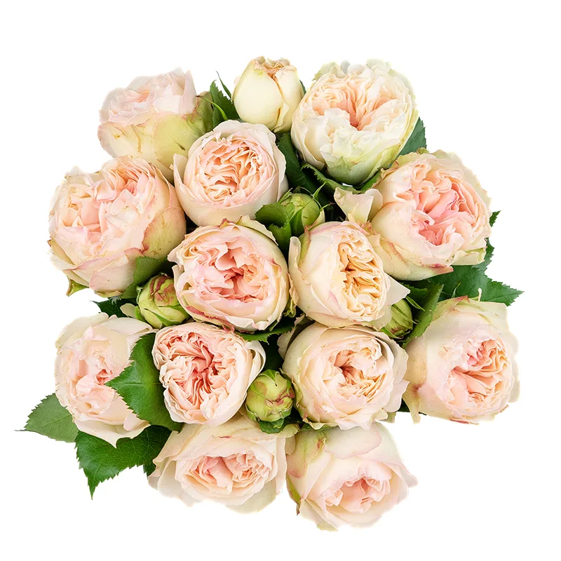 Букет из 13 кремово-розовых кустовых роз Пашмина Саммерхаус (01483)
