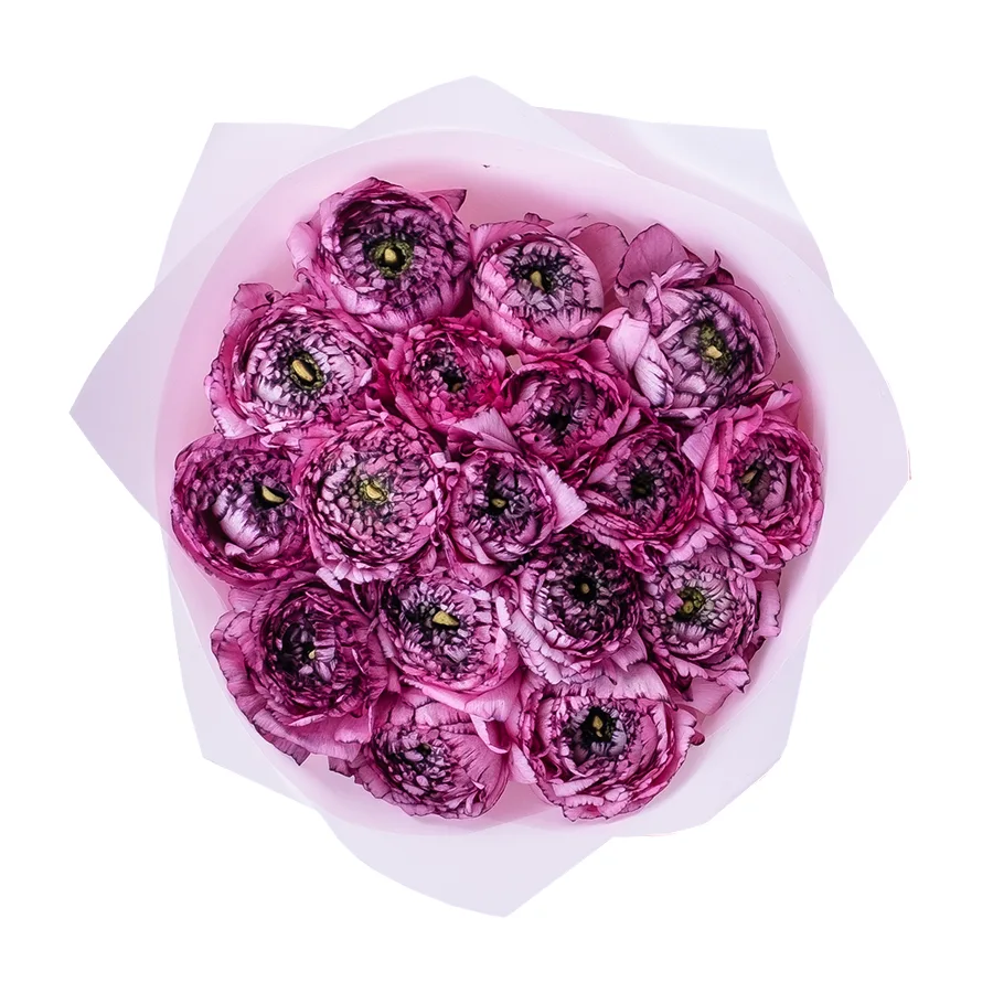 Букет из 17 розовых с фиолетовым ранункулюсов Элеганс Стриато Роза (02170)