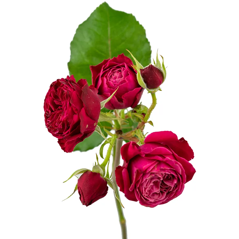 Роза кустовая малиново-фиолетовая Пати Трендсеттер (00298)