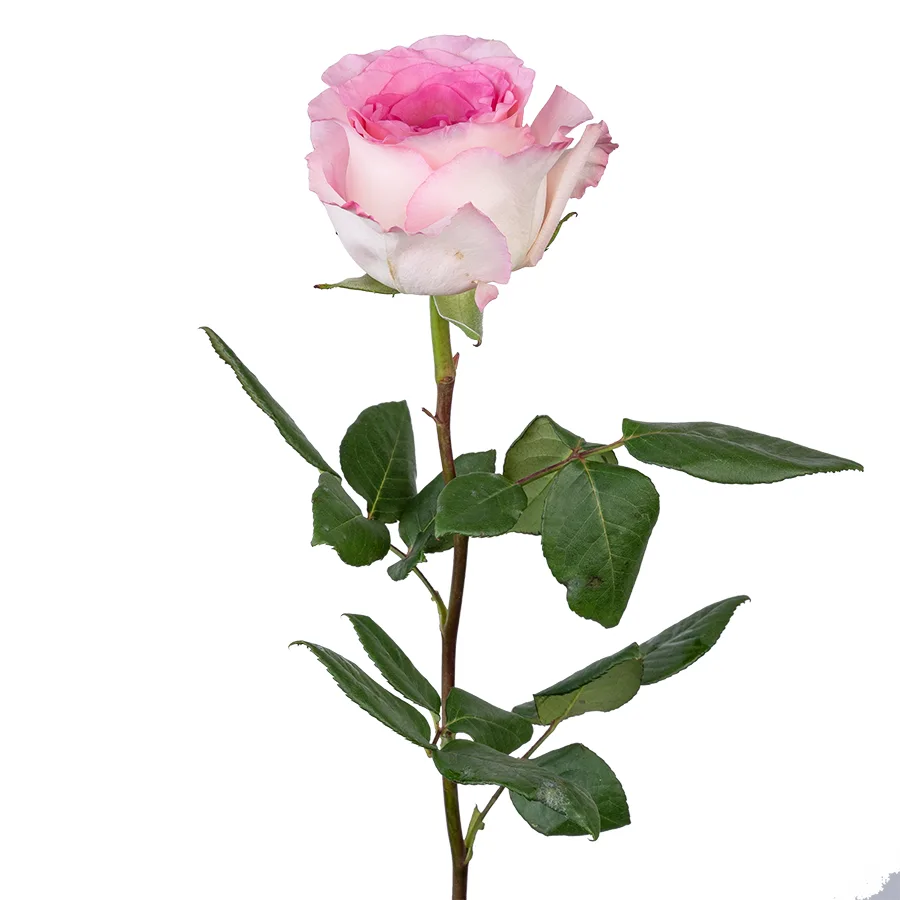 Роза бело-розовая Мандала 60 см (02646)