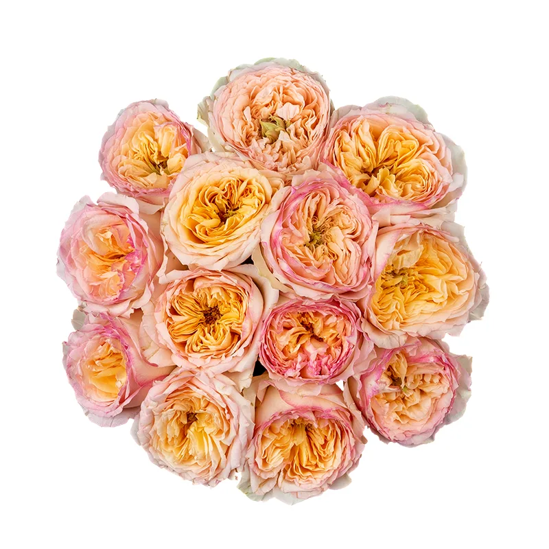 Букет из 13 кремово-розовых пионовидных роз Флешбек Саммерхаус (01423)