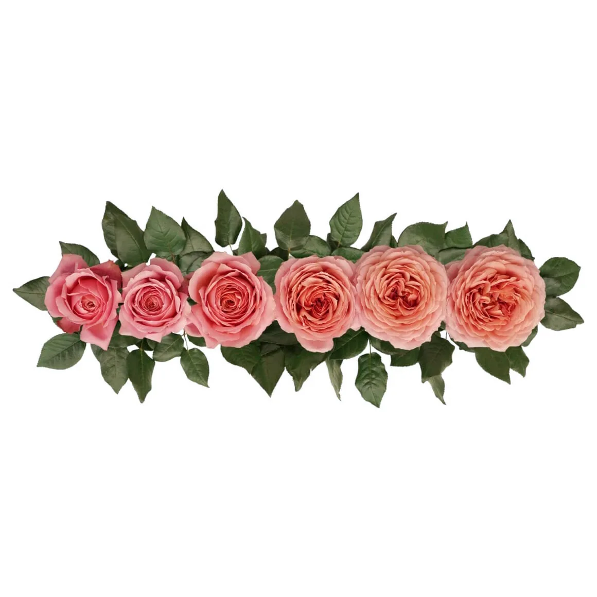 Роза садовая розовая Романтик Антик (00278)