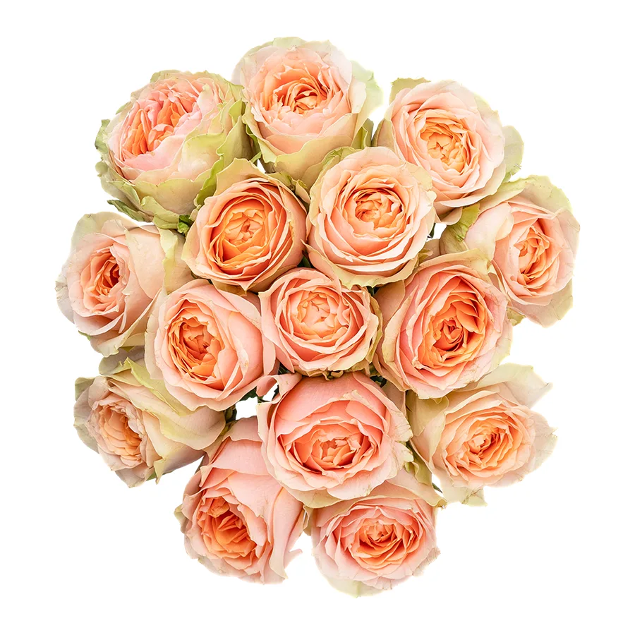 Букет из 15 зелёно-кремовых садовых роз Гравити (02615)