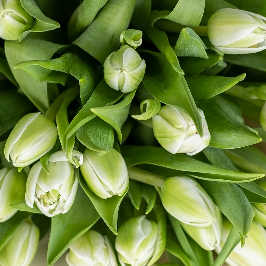 Букет из 25 белых махровых тюльпанов Вайт Херт (02461)