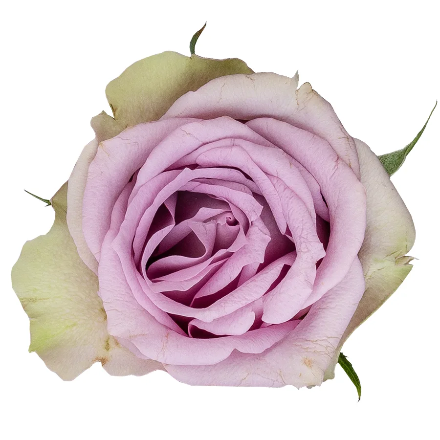 Роза нежно-сиреневая Саманта Брайдал 60 см (00974)