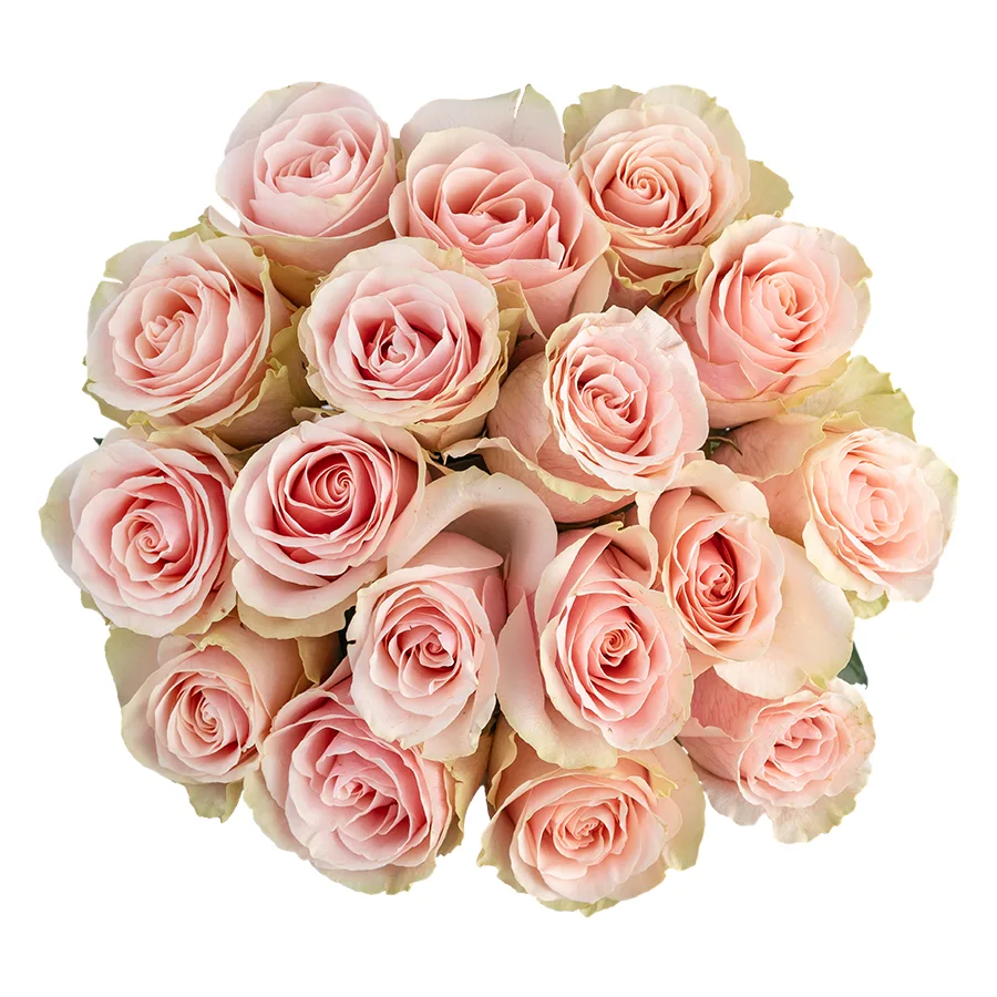 Букет из 17 светло-розовых роз Фрутетто (02135)